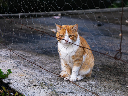 A calm orange and white cat sits on a concrete driveway behind a weathered chicken wire fence, gazing toward the camera. A quiet outdoor moment reflecting domestic life and curiosity.の写真素材