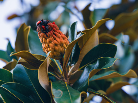 Vibrant close-up of a flowering shrub featuring dark, glossy green leaves and a cone-shaped bud. Natural light highlights leaf edges and botanical texture.の写真素材