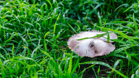 A single mushroom lies among lush green grass in a damp outdoor setting. The rustic, natural scene conveys quiet nature, growth, and outdoor life suitable for nature and garden themes.の写真素材