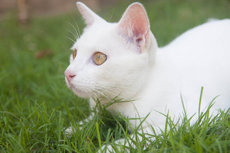 White cat in the grass.の写真素材