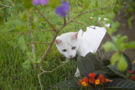 White cat in the grass.の写真素材