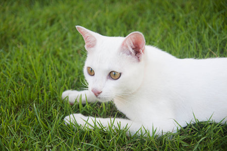 White cat in the grass.の写真素材