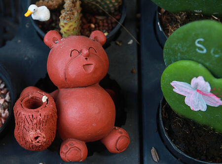 Brown bears in the Cactus Gardenの写真素材