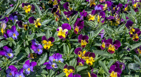 Doi Inthanon natural beauty of the flowers.の写真素材