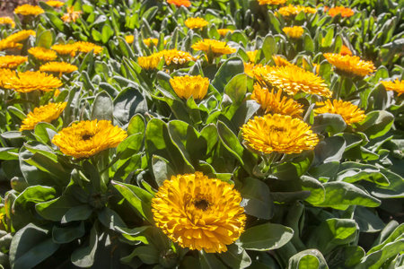 Doi Inthanon natural beauty of the flowers.の写真素材