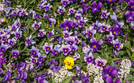 Doi Inthanon natural beauty of the flowers.の写真素材