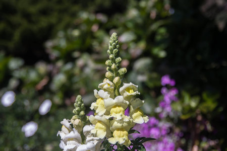 Doi Inthanon natural beauty of the flowers.の写真素材