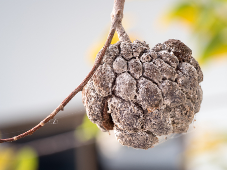 rot custard apple on tree, select focusの写真素材