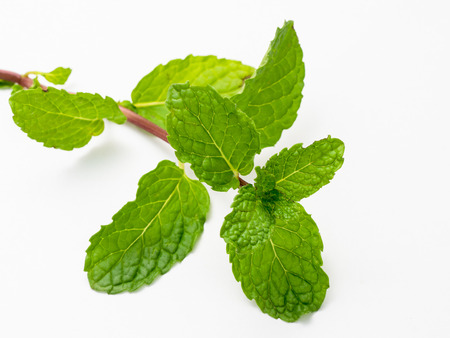close up fresh mint leaves on white background