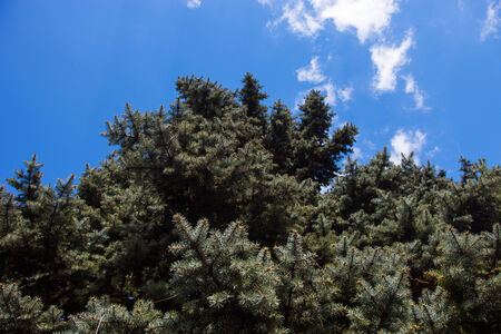Crone of the Colorado blue spruce against the blue sky backgroundの写真素材