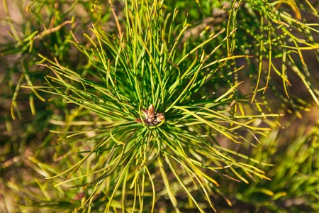 Closeup of the pine buds and needles 