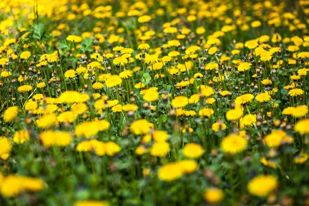 Meadow with lots of blooming yellow dandelions