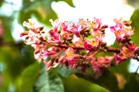 Bunch of pink flowers of the horse-chestnut treeの写真素材