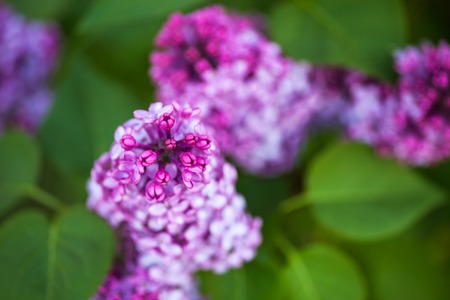 Branches of beautiful and delicate spring lilac flowers の写真素材