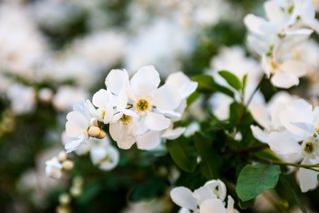 White flowers on the pear tree branches の写真素材