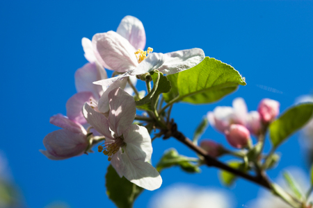 Apple tree flowers against the blue sky background の写真素材