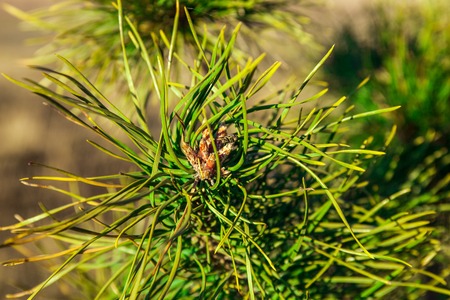 Closeup of the pine buds and needles の写真素材