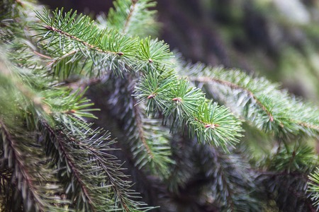 Branches of the evergreen coniferous plant with needle-like leaves.