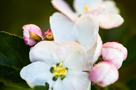 Close up of the pear tree flowers.の写真素材