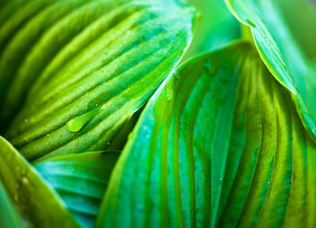 Close up of hosta green leaves with dew drops