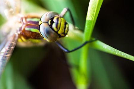 Closeup of the dragonfly sitting on the green grassの写真素材