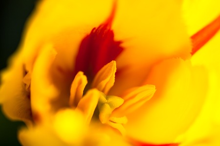 Closeup of the blooming yellow tulip flowerの写真素材