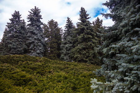 Landscape with blue spruces and juniper bushes.