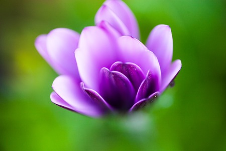 Close up of the purple osteospermum flower.の写真素材