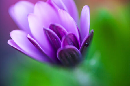 Close up of the purple osteospermum flower.の写真素材