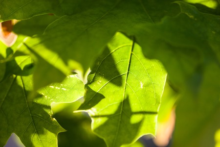 Bright green leaves of the maple tree in the sunshine.の写真素材