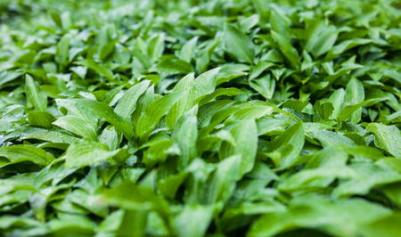 Green leaves of hosta with rain drops.の写真素材