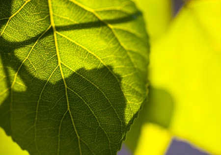 Close up of the bright green leaf in the sunshine.の写真素材