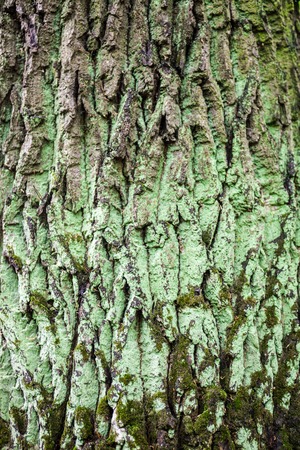 Close up of the tree bark with green moss.の写真素材