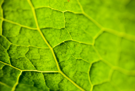 Close up of the bright green leaf in the sunshine.の写真素材