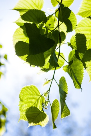 Bright green leaves and tiny flower buds of the lime tree in the sunshine.の写真素材
