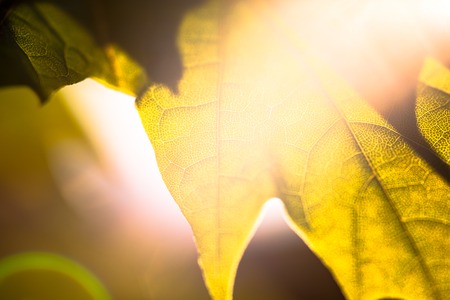 Closeup of the green maple leaf in the sunshine.の写真素材