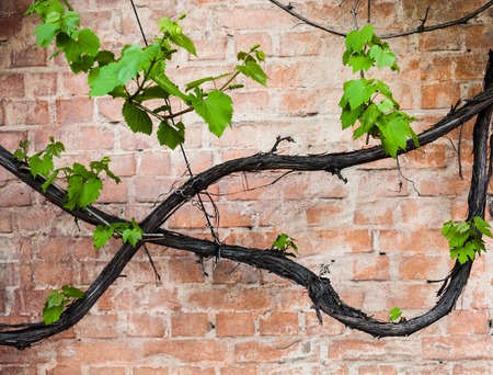 Brick wall with vine and green leaves of the grape.の写真素材