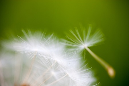 Closeup of the seeds of the dandelion flower.の写真素材