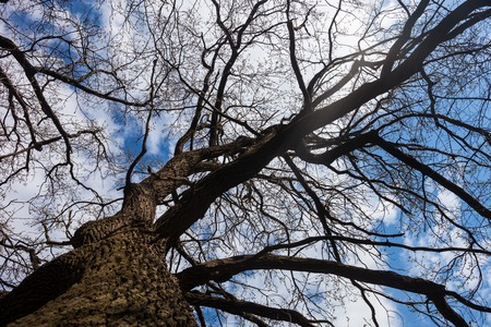 The trunk and branches of the tree against the cloudy sky.