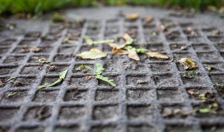 Closeup of the metal manhole cover with maple samaras on it.の写真素材