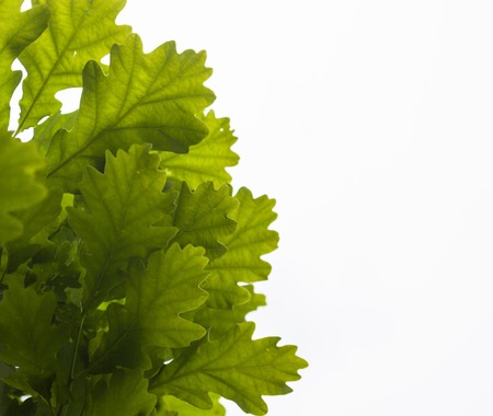 Green leaves of the oak tree against the white sky background.の写真素材