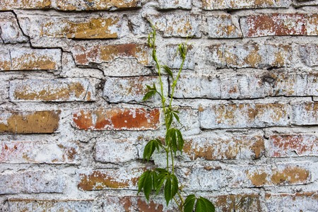 Old whitewashed brick wall with the climbing ivy.の写真素材