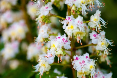 Bunch of white flowers of the horse-chestnut treeの写真素材