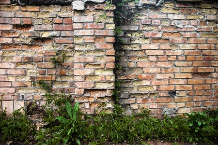 Brick wall with green ivy at the bottom.の写真素材