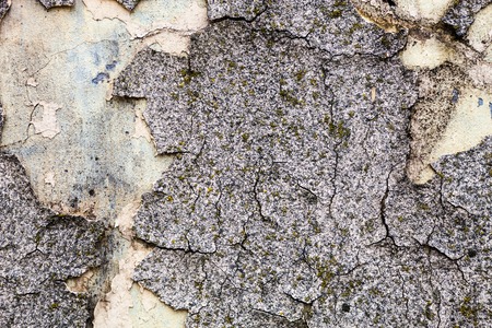 The wall texture with moss and cracked plaster and whitewash.