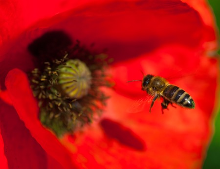 Closeup of the blooming red poppy flower with a pollinating bee.の写真素材