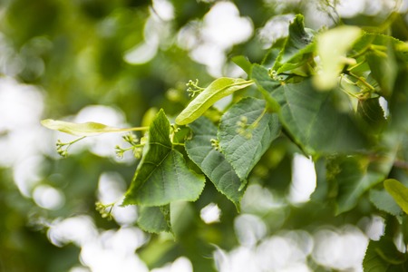 Branch of the lime tree with green leaves and tiny flower buds.