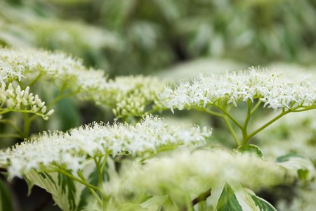 Close up of the dogwood white flowers.の写真素材