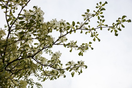 Dogwood blooming branches with white flowers against the white sky background.の写真素材