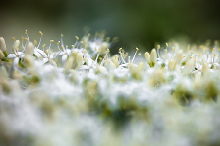 Close up of the dogwood white flowers.の写真素材